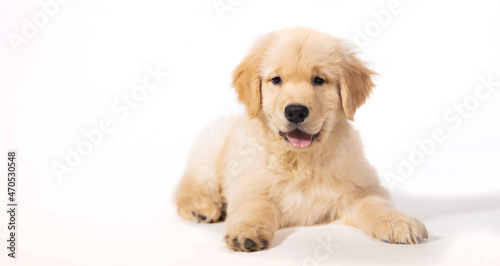 Golden retriever puppy dog smiling in portrait in front of seamless white background.