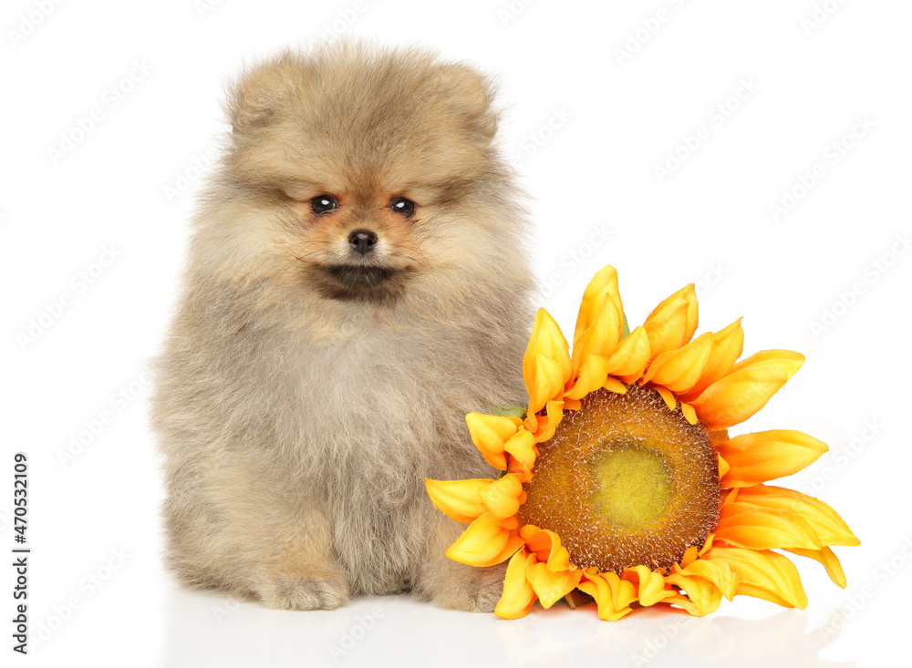 Obraz premium Pomeranian puppy sits near a sunflower