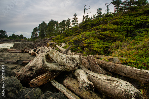 Logs and driftwood on Cox Bay beach in Tofino. Pacific Ocean. British Columbia, Canada