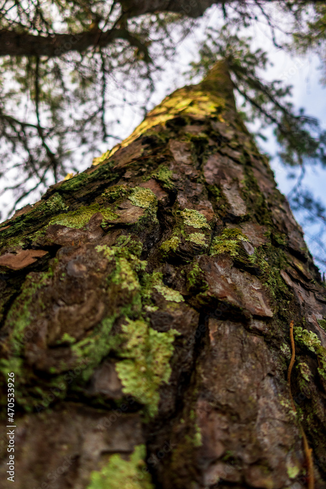 Moss growing on the bark of a pine tree Moss growing on the bark of a pine tree