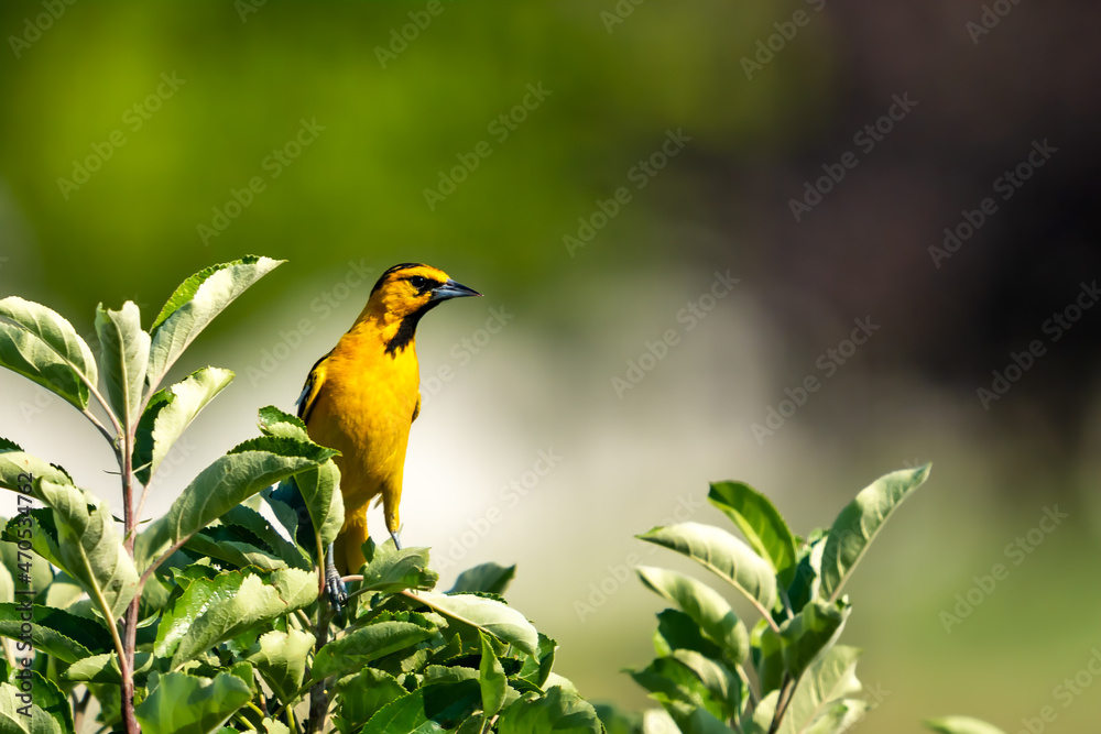Naklejka premium Adult male Bullock's oriole perched in a tree