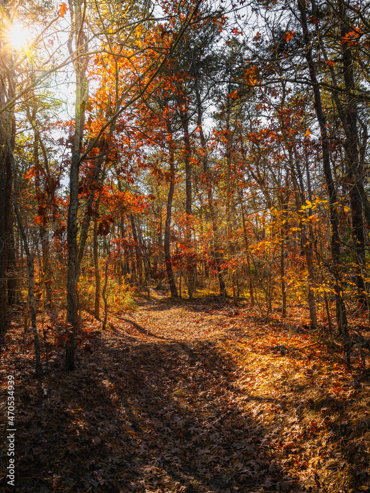 Obraz premium Bright sunlit dirt road in the dark woods in autumn.