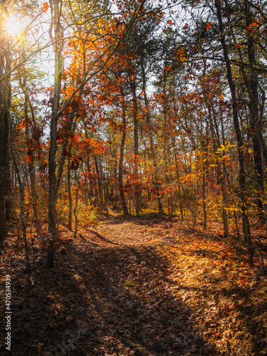 Bright sunlit dirt road in the dark woods in autumn.