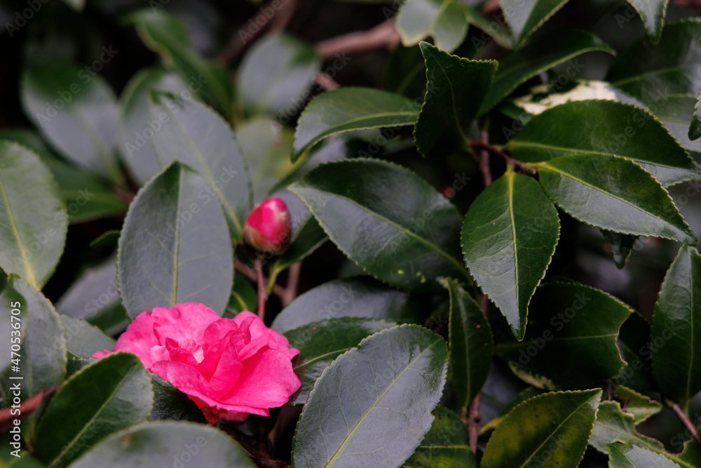 ピンクの花 ピンクの花