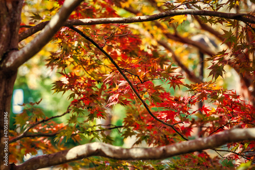 A beautiful red Japanese maple tree in the fall.