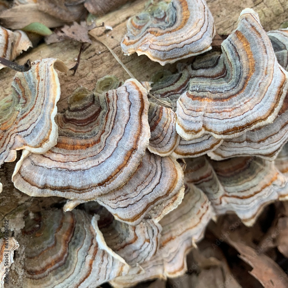 Trametes versicolor or turkey tail mushroom. Beautiful photo that is
