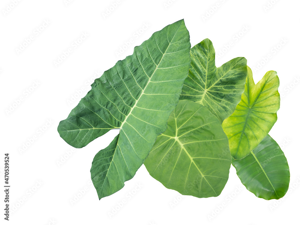 Obraz premium set of Green Taro isolated on white background clipping path