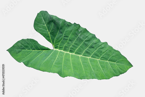 green taro laves black isolated on white background