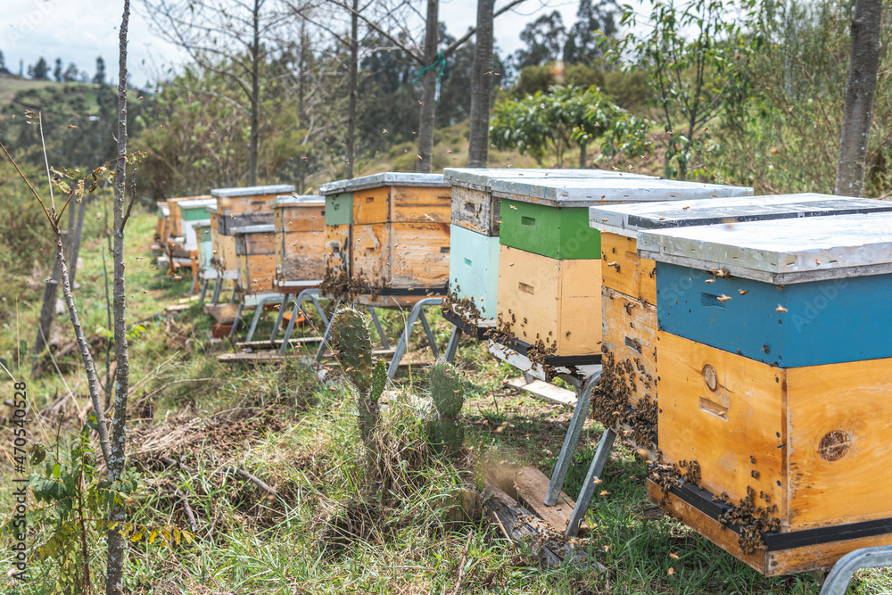Group of bee hives for harvest in the field, beekeeping concept Group of bee hives for harvest in the field, beekeeping concept