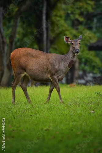 The hair on the body is brown. Have other colors mixed up He's smaller than other genus deer. Under the eyes there are clearly visible lacrimal glands. A long black line When it matures.