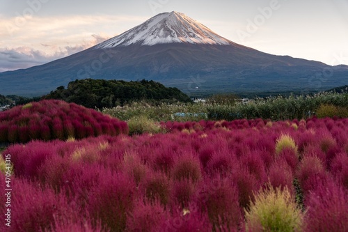 mountain and blossoms