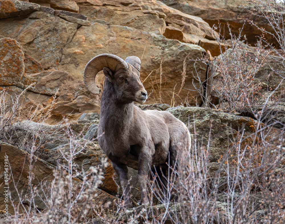 uvas Girar romántico Bighorn sheep male (ram) standing on rock mountain side foto de Stock |  Adobe Stock