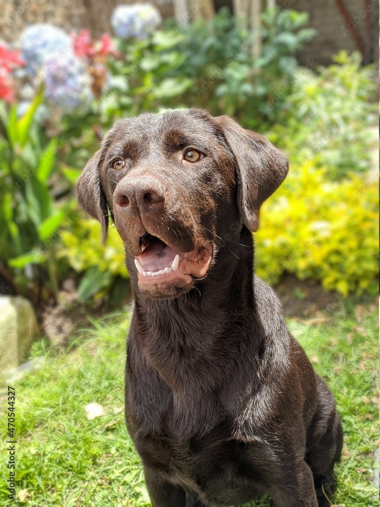 Chocolate Labrador