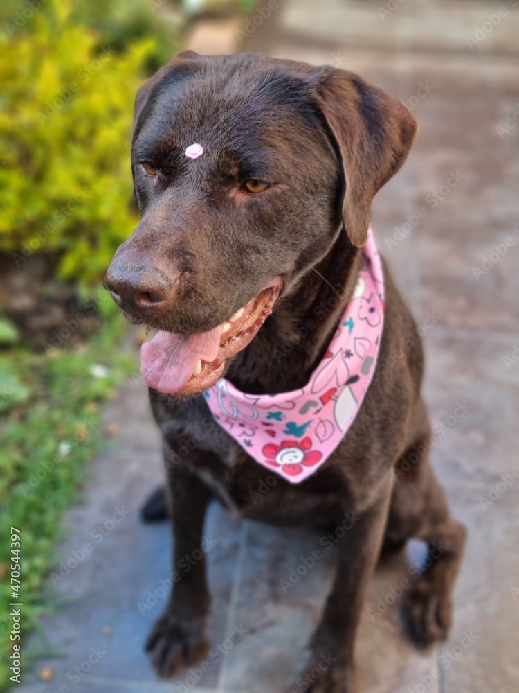 Labrador with clothing