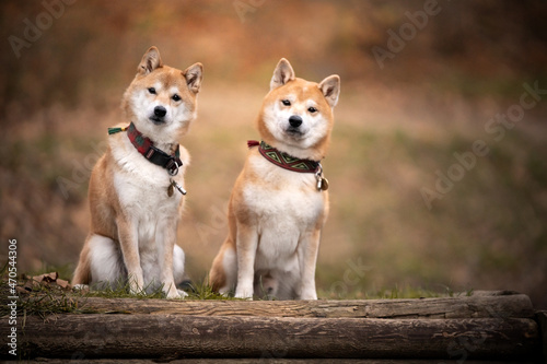 Dwa psy rasy shiba inu 
