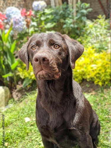 Beautiful Labrador Retirever