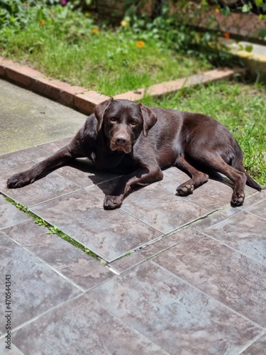 Labrador taking a sun bath