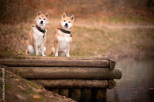 Dwa psy rasy shiba inu w parku 