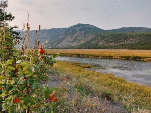 Bush in Yellowstone National Park Next to River