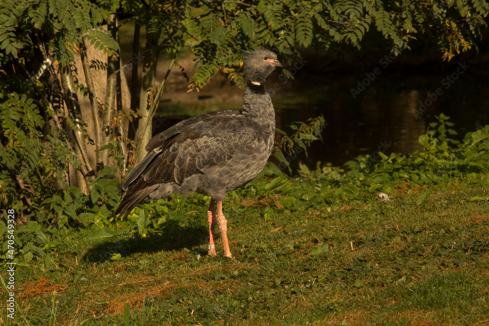 Fototapeta premium The southern screamer, crested screamer (Chauna torquata).