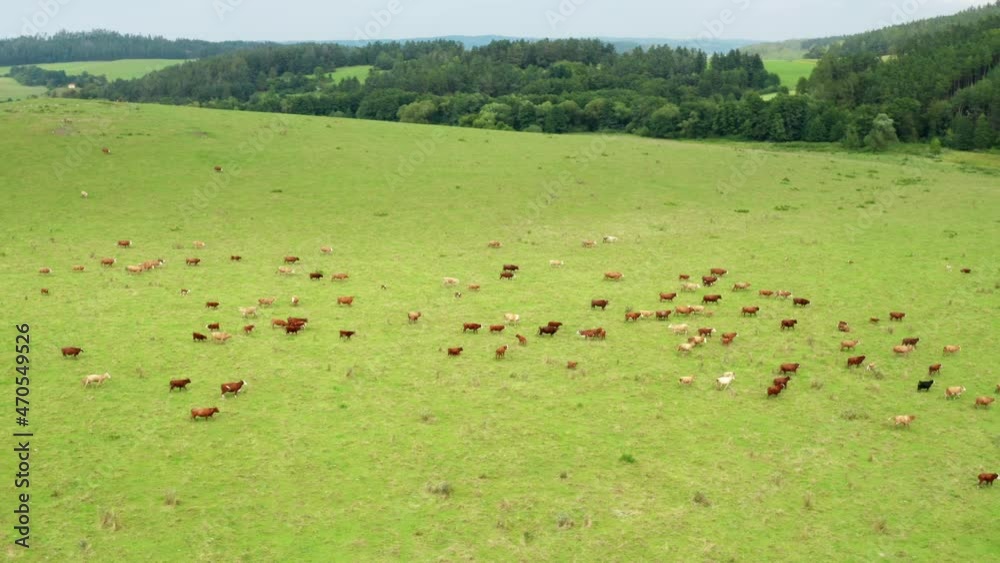 Drone aerial shot, camera turns around grazing cows in the green meadow with hills and forest on the background. Drone aerial shot, camera turns around grazing cows in the green meadow with hills and forest on the background.