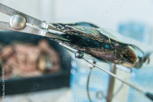 Foto close up of a Tahitian pearl from of mother of pearl