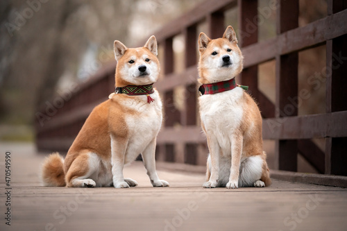 Dwa siedzące psy rasy shiba inu 