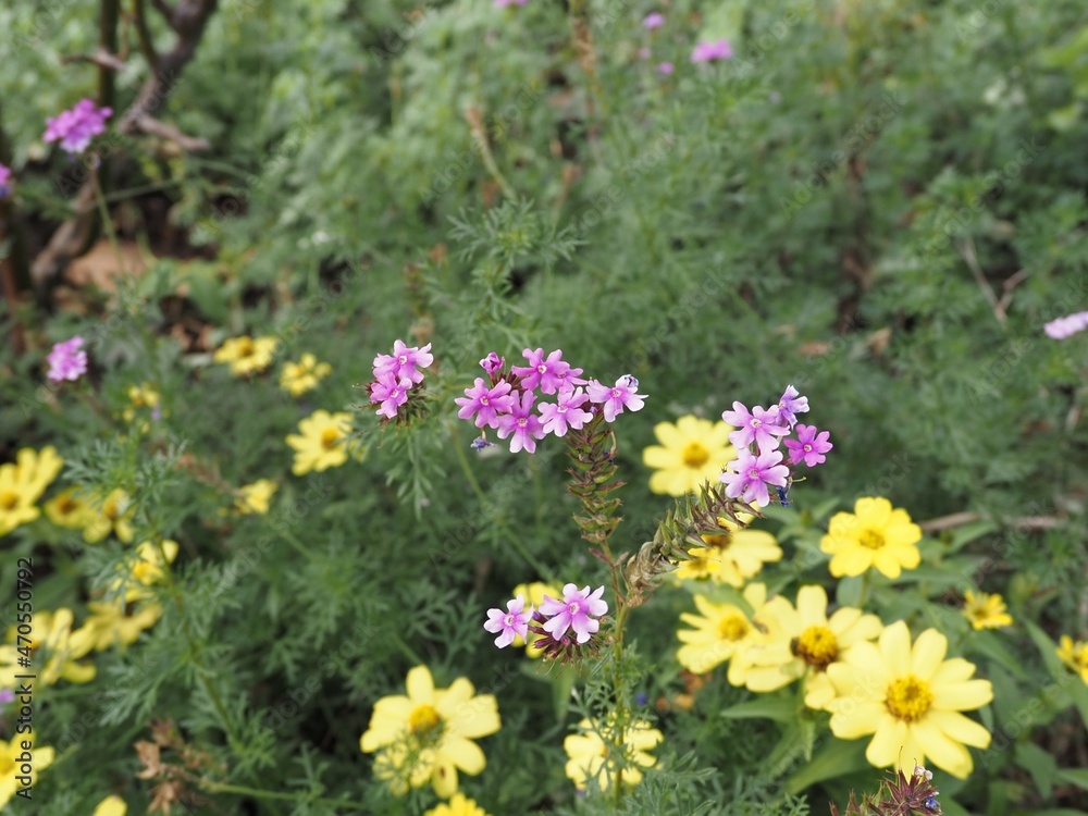 公園に咲いているピンクの花