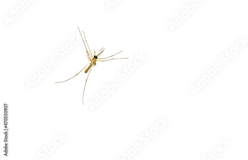 Macro one mosquito on white background, isolated overturned dead mosquito, blank white space for text and design.