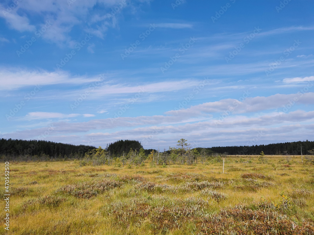 Thin small pines growing in the swamp, among the grass against the sky with clouds.