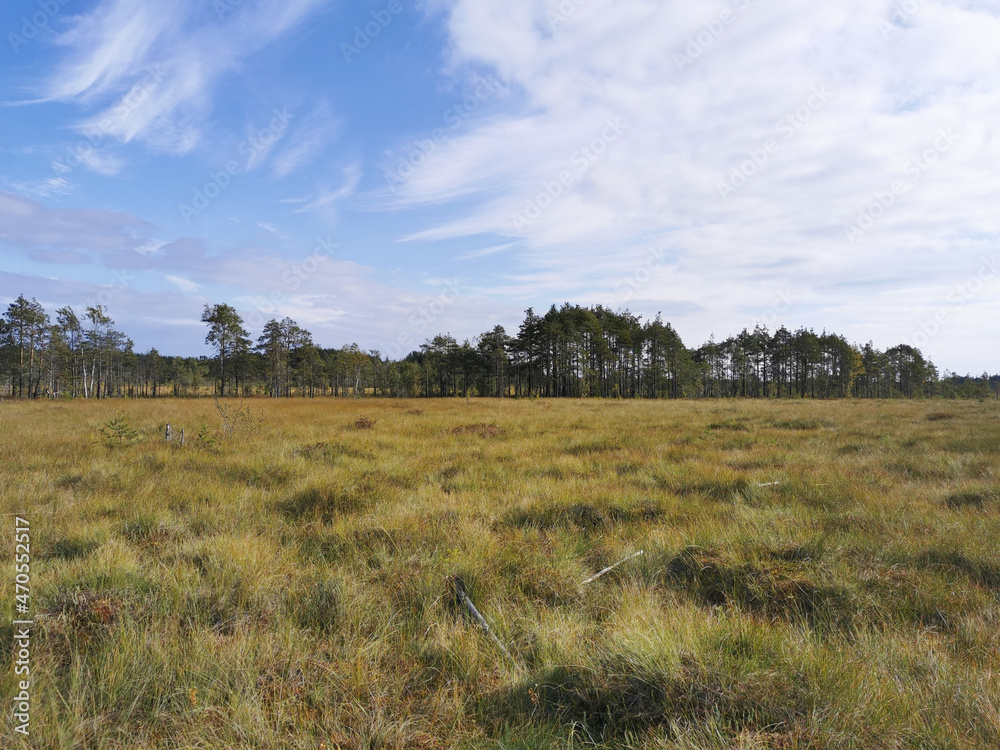 View of the swamp, where tall grass and trees grow against the background of the sky with beautiful clouds.