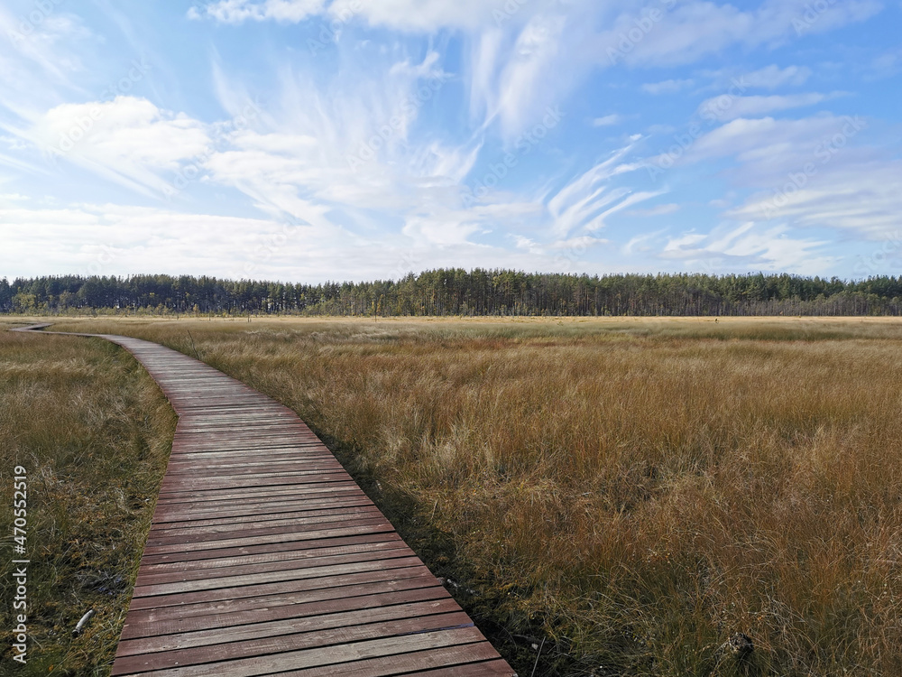 A section of brown plank flooring over a swamp with yellowed grass, stretching into the distance, to the forest, against the background of a beautiful sky with clouds.