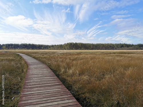 A section of brown plank flooring over a swamp with yellowed grass, stretching into the distance, to the forest, against the background of a beautiful sky with clouds. © Elena