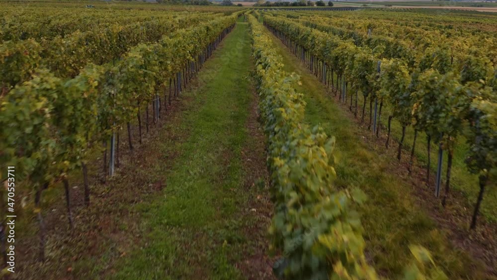 Low drone flight over lush vineyard rows on wine estate Low drone flight over lush vineyard rows on wine estate