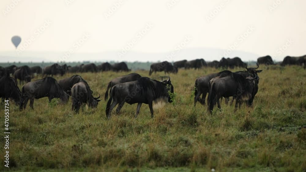 Wildebeest on the move on the open African plains of Masai Mara, Kenya Wildebeest on the move on the open African plains of Masai Mara, Kenya