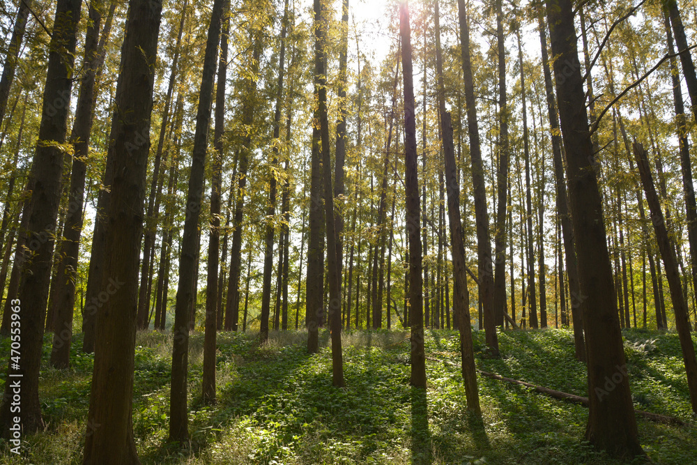 Fototapeta premium sunshine leak into trees in the forest in sunny afternoon