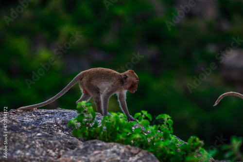 The background of monkeys, monkeys, food lovers, blurred backgrounds, which come from the swiftness of wildlife, often seen in mountains, zoos, or tourist attractions.
