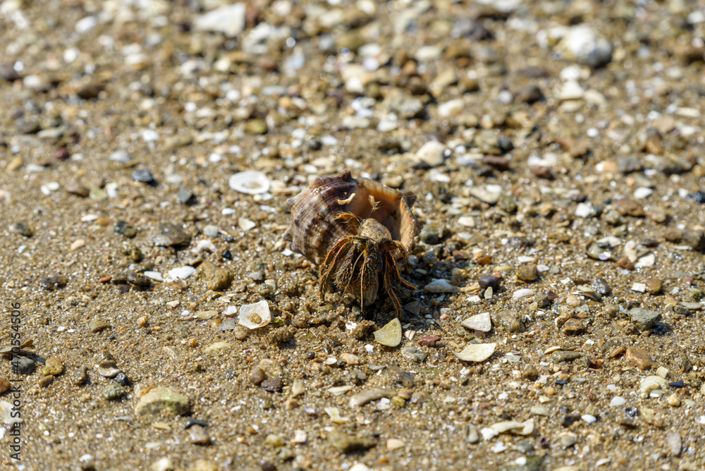 Hermit crabs living in mudflats