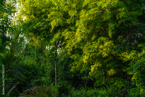 green bamboo trees standing together in the bush Natural forest background with copy space.