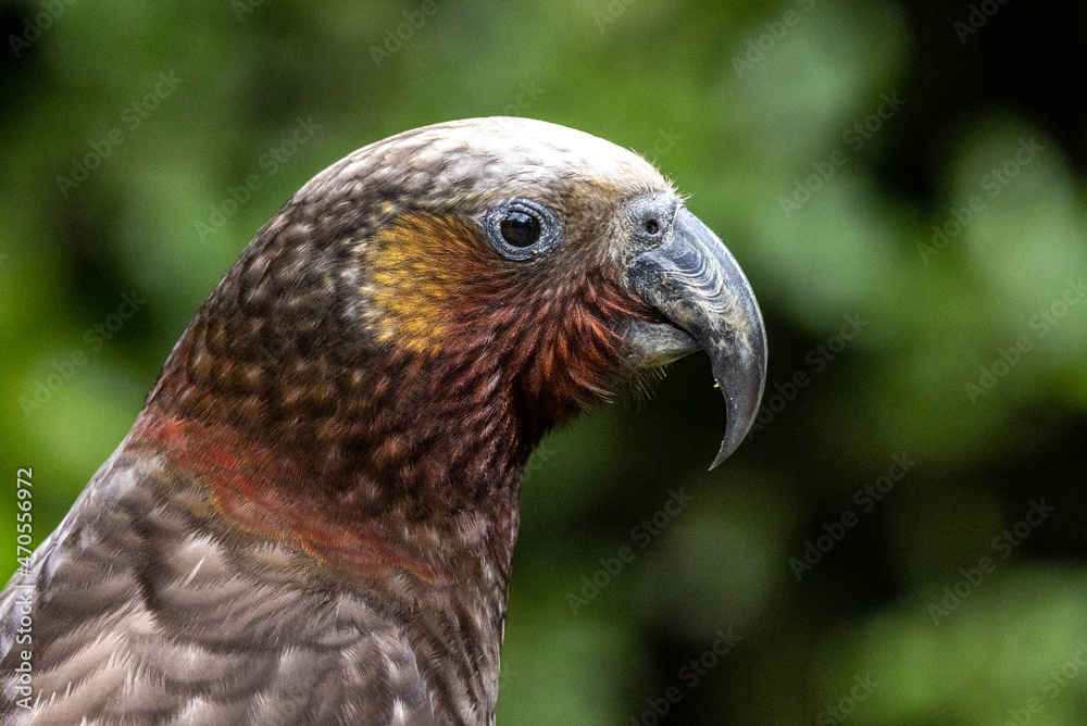 North Island Kaka Endemic Parrot of New Zealand North Island Kaka Endemic Parrot of New Zealand