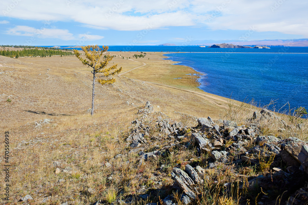 Yellow larch on the shore of Lake Baikal. Autumn landscape.Small sea, Kurma. Yellow larch on the shore of Lake Baikal. Autumn landscape.Small sea, Kurma.