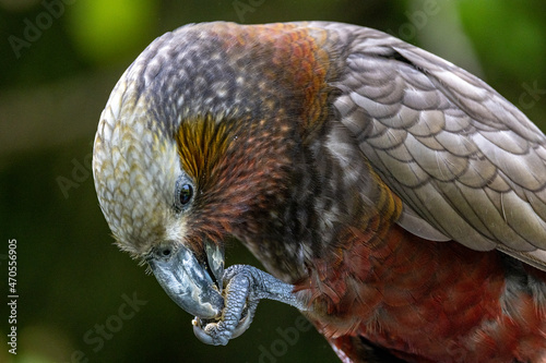 North Island Kaka Endemic Parrot of New Zealand photo