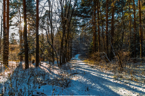 forest in winter