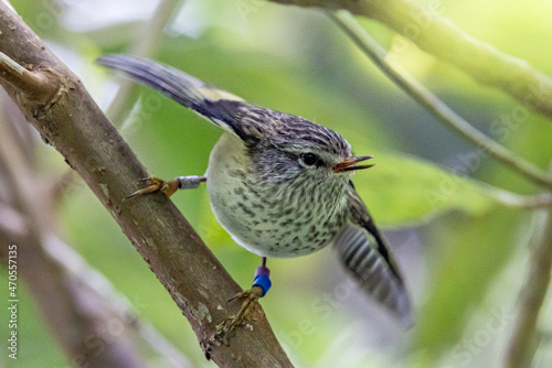 North Island Rifleman Endemic to New Zealand photo