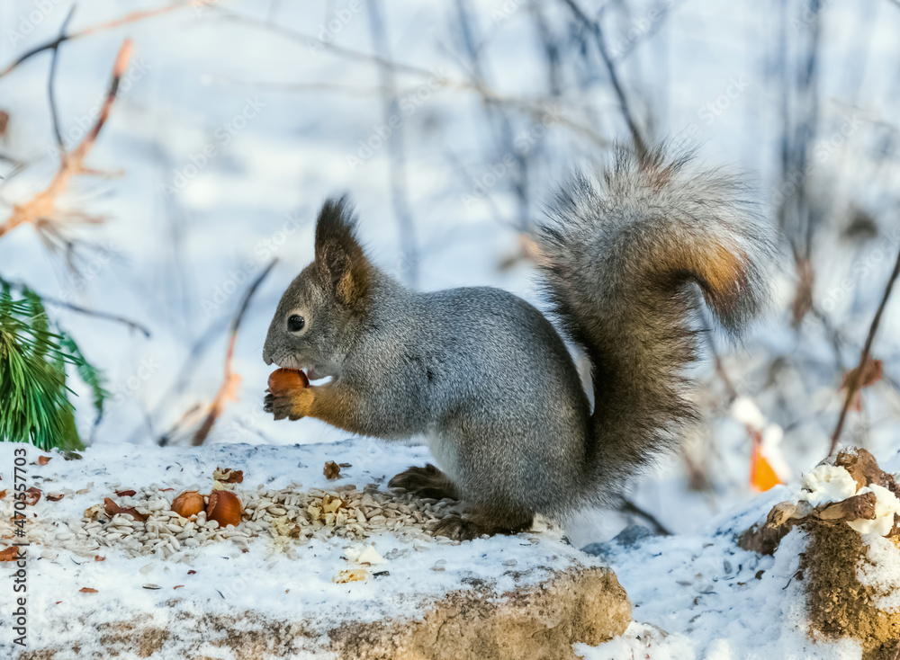 Fototapeta premium squirrel on the tree
