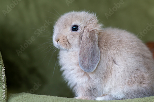 Side view of a lop bunny