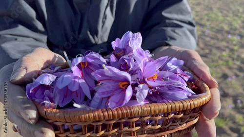 A basket of beautiful saffron flowers in the hands of a farmer