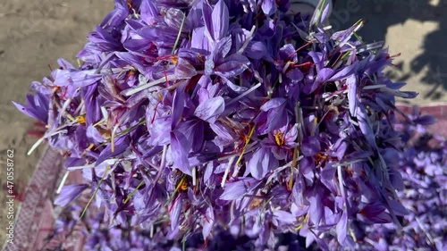  A mountain of beautiful saffron crocus in the hands of a farmer