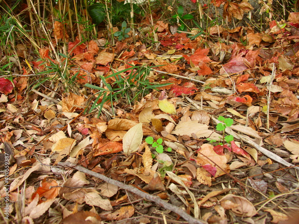 秋の庭の片隅に降り積もった枯れ葉