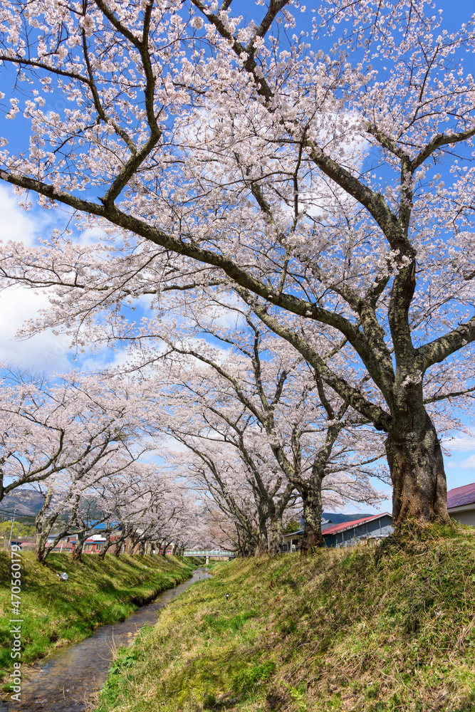 桜 宮城の小さな温泉 川渡温泉にて
桜 宮城の小さな温泉 川渡温泉にて